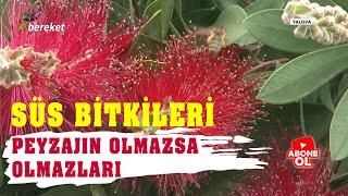 Süs Bitkileri | Çalı Grubu Süs Bitkileri - Petunya Çiçeği -  Yalova