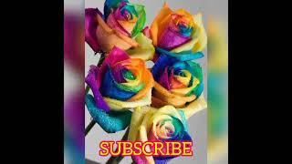Beautiful & rare ROSES
