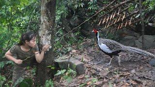 Rare wild pheasant discovered, emergency trap set to catch it, survival alone