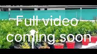 Elma garden/Panadan's Elma garden/Flower garden/Farm house/Nursery at Chalakudy/Fruits Nursery...