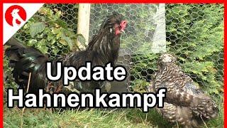 Puschel und Giesela - Update Hahnenkampf   - Jensman and the Huhns