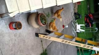 Chickens Catching a Mouse