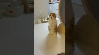 A cute cat video that See at least 3 times