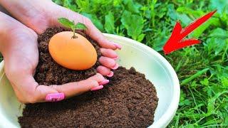 How To Grow An EGG On a Free