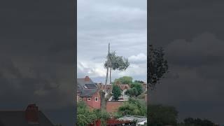 Amazing Tree Surgeon at work || #tree #tree surgery #2024 #shorts