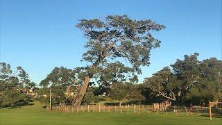 "Oscar" -  The Huge Leaning Marri Tree