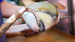 Japanese Street Food - TITAN TRIGGERFISH SASHIMI Okinawa Seafood Japan