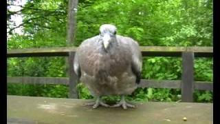 woodpigeon video two