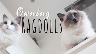 What it's like owning a Ragdoll cat | Ragdolls Pixie and Bluebell