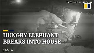 Hungry elephant smashes down kitchen wall to pilfer food in southern Indian village