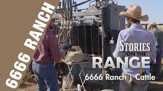 6666 Ranch Cattle Program