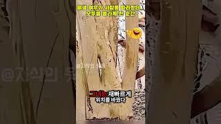 야생 여우가 사람을 따라왔다… 모두를 놀라게 한 순간 #야생동물 #여우의행동