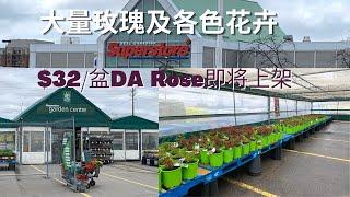 Superstore的苗圃開門了|大量玫瑰及各種花卉|$32的DA Rose即將上架