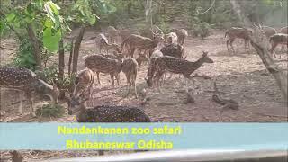 Nandankanan zoo safari Bhubaneswar