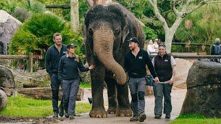 Asian elephant Burma moves to Australia