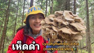 เห็ดดำ Lyophyllum Decastes (mörktuvskivling)