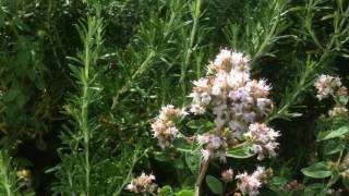 Marjolaine ou 'Origan des jardin' Les Abeilles se déchainent