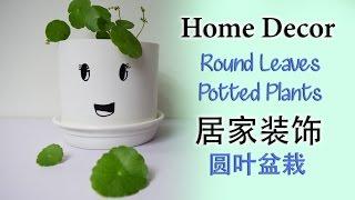 [圆叶盆栽] 居家装饰|铜钱叶|钱生钱 Round Leaves Home Decor|Money Leaves