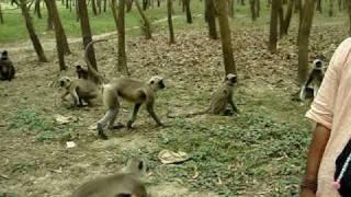 monkeys of West Bengal