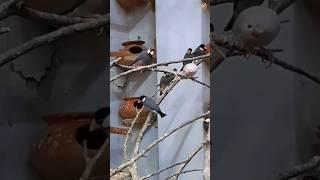 Beautiful view of java sparrow in our colony || Java sparrow || java Bird colony