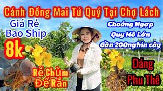 8/8️0938778792️mai tứ quý giá rẻcánh đồng tứ quý lớn Tại Chợ Lách-dáng phu thê-đế rắn-đế nôm...