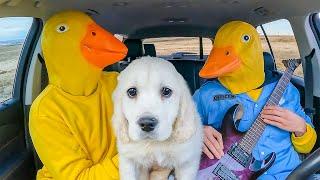 Rubber Ducky Surprises Puppy and Police with Car Ride Chase!