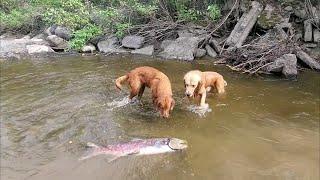 Golden Retrievers discover a salmon at the river