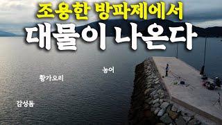 대물이 나오기로 유명한 한적한 방파제에서 낚시를 해보았습니다 [골병낚시]