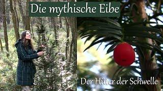 Die mythische Eibe - Hüter der Schwelle