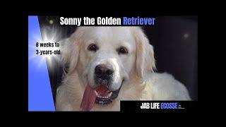 Sonny the Golden Retriever from a puppy aged 8 weeks to 3 years old