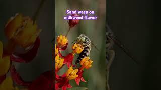 Sand wasp on milkweed flour #SandWasp #Wasp #MacroVideo