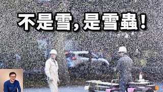 最強大的克隆機器，召喚初雪的「雪妖精」，日本北海道雪蟲爆發之謎！一個關於春運的故事…【老肉雜談】#動物 #昆蟲 #生物 #雪蟲 #雪蟲爆發