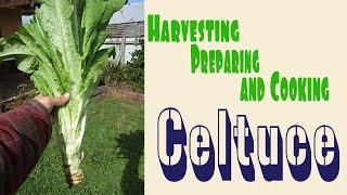 CELTUCE - a delicious vegetable not many people have grown, or even know about.