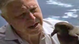 Bird Calls from David Attenborough Invite Wild Petrel Birds | BBC Studios