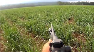 SnapShooting Feral Pigs While Hunting with Dogs