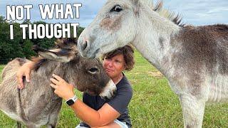 You Won't Believe How The Donkeys Reacted to Adding The Babies Back