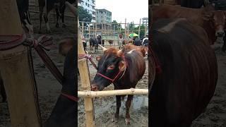 Big cow|the world cow|America Brahman cow|gabtoli gorur haat|biggest cow|#cow_cattle_in| #cow|#bull