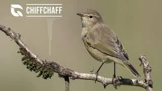 Chiffchaff Song