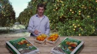 Application of Organic Fertilizers Fertiplus Citrus