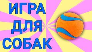 ВИДЕО для СОБАК на ЭКРАНЕ - игры для собак