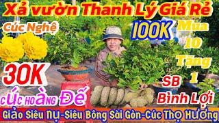 23/11️ 0375655366️Mai vàng giá rẻ 30kgiảo siêu nụ-siêu bông bình lợi-cúc thọ hương-Sài Gòn