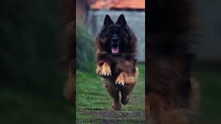 #german shepherd training #viralshort