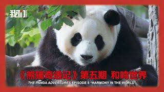 《熊猫奇遇记》第五期  《和鸣世界》 The Panda Adventures Episode 5  “Harmony in the World”