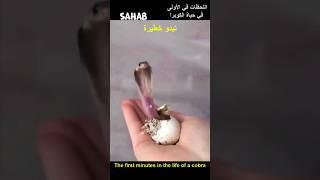 لحظة خروج الكوبرا من البيضة #غموض #عجائب #حيوانات #برية #ترند #اكسبلور #funny