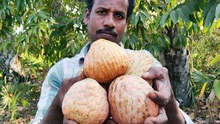 Farm Fresh Ramphal Eating in My Village | Rambala Kayalu | Soursop Fruit | Annona Reticulate