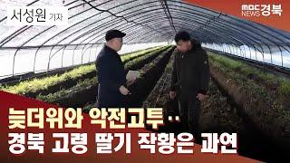 늦더위와 악전고투‥ 경북 고령 딸기 작황은 과연/ 안동MBC