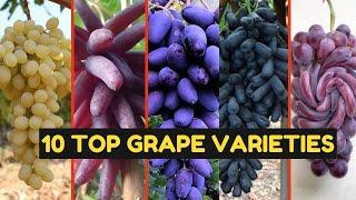 10 World's Best Grapes: Essential Varieties to Taste