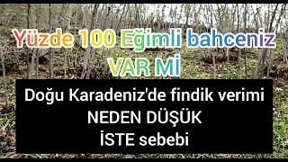 yüzde 100 eğimli fındık bahçesi gördünüz mü? verim ne. Doğu Karadeniz'de findik arazileri