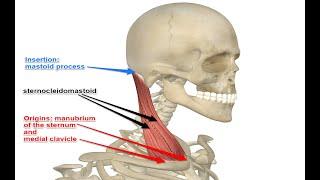 Two Minutes of Anatomy: Sternocleidomastoid (SCM) Muscle