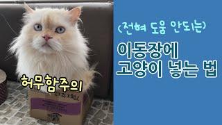 이동장에 고양이 넣는 법